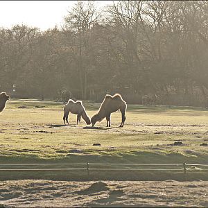 Camel exhibits at Berlin Tierpark