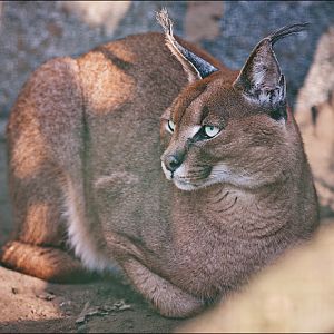 South african caracal at Berlin Tierpark