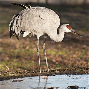 Canadian crane at Berlin Tierpark