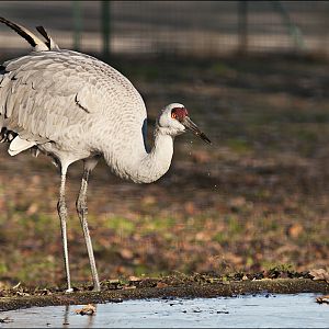 Canadian crane at Berlin Tierpark