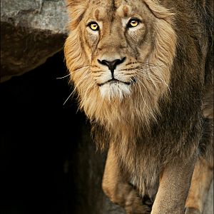 Indian lion at Berlin Tierpark