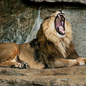Indian lion at Berlin Tierpark