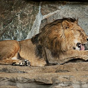 Indian lion at Berlin Tierpark