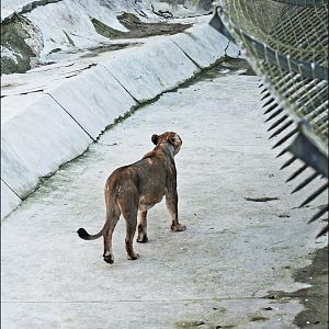 Indian lion exhibit at Berlin Tierpark