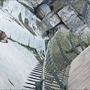 Indian lion exhibit at Berlin Tierpark