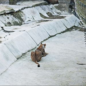 Indian lion exhibit at Berlin Tierpark
