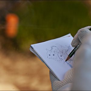 Drawing of dwarf mara at Berlin Tierpark