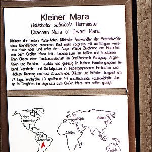 Dwarf mara sign at Berlin Tierpark