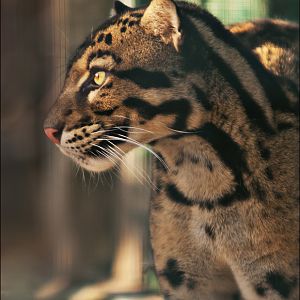 Clouded leopard at Berlin Tierpark