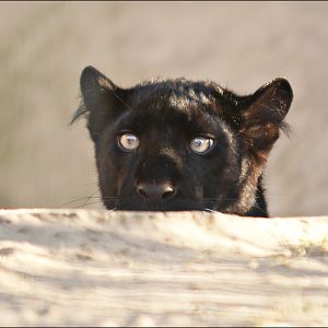 Black leopard at Berlin Tierpark