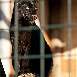 Black leopard at Berlin Tierpark
