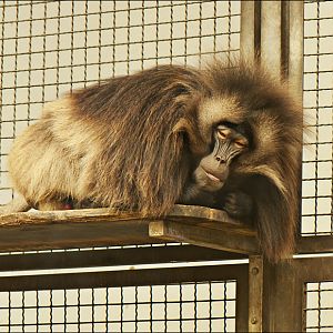 Gelada at Berlin Tierpark