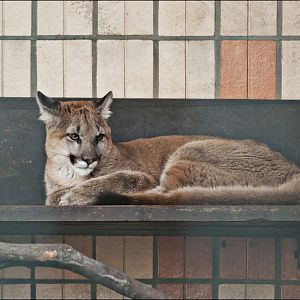 Montana puma at Berlin Tierpark