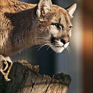 Montana puma at Berlin Tierpark
