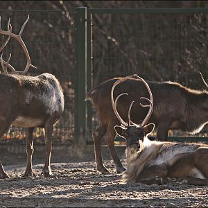 Reindeer at Berlin Tierpark