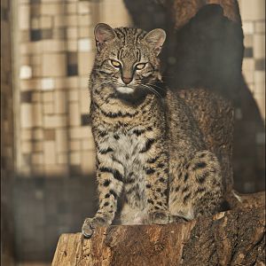 Geoffroy's cat at Berlin Tierpark