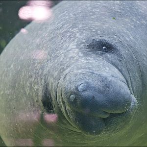 Manatee at Berlin Tierpark