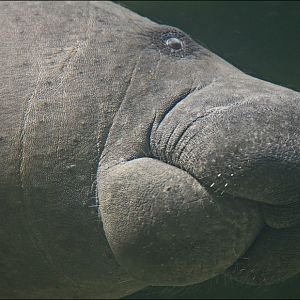 Manatee at Berlin Tierpark