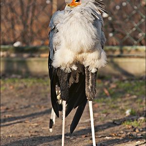 Secretarybird at Berlin Tierpark