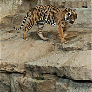 Sumatrean tiger at Berlin Tierpark