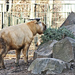 Golden takin at Berlin Tierpark