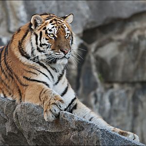 Amur tiger at Berlin Tierpark