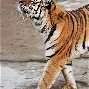 Amur tiger at Berlin Tierpark