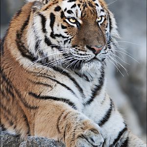 Amur tiger at Berlin Tierpark