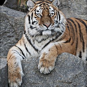 Amur tiger at Berlin Tierpark