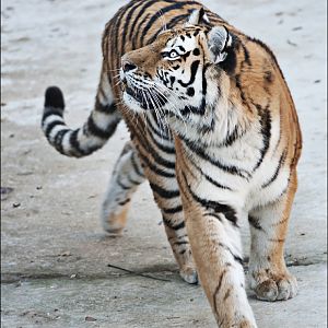 Amur tiger at Berlin Tierpark