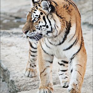 Amur tiger at Berlin Tierpark