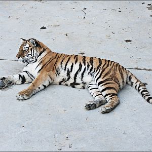 Amur tiger at Berlin Tierpark