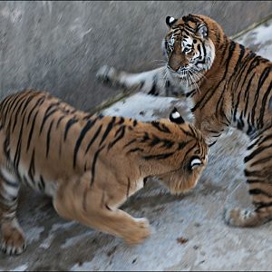 Amur tiger at Berlin Tierpark