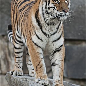 Amur tiger at Berlin Tierpark