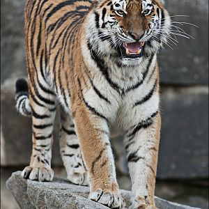 Amur tiger at Berlin Tierpark