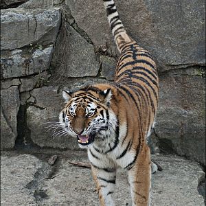 Amur tiger at Berlin Tierpark