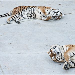 Amur tiger at Berlin Tierpark