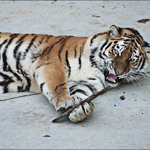 Amur tiger at Berlin Tierpark