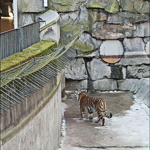 Amur tiger exhibit at Berlin Tierpark