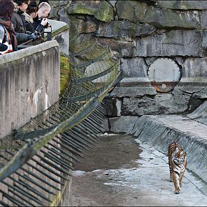 Amur tiger exhibit at Berlin Tierpark