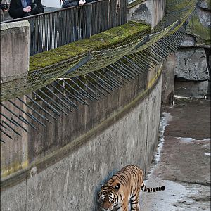 Amur tiger exhibit at Berlin Tierpark