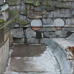 Amur tiger exhibit at Berlin Tierpark