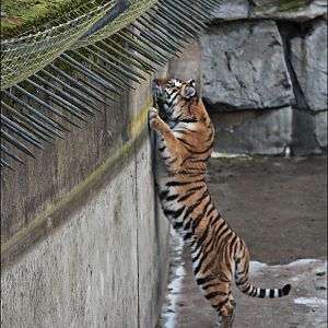 Amur tiger exhibit at Berlin Tierpark