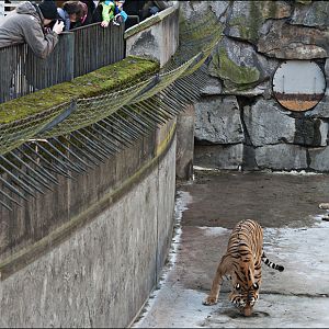 Amur tiger exhibit at Berlin Tierpark