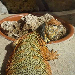 Saharan Uromastyx, December 2012