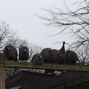 New England Farmyard- Helmeted Guineafowl