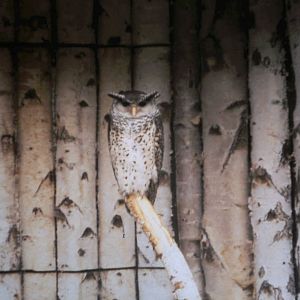 spot-bellied eagle-owl