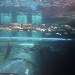 Shark tank, December 2012