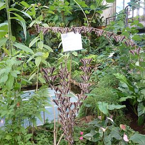 Eri silkmoths, December 2012