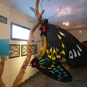 Mating birdwings, December 2012